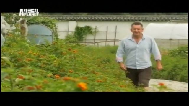 Найджел Марвин Другой Китай - Animal Planet смотреть онлайн