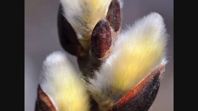 Что такое верба