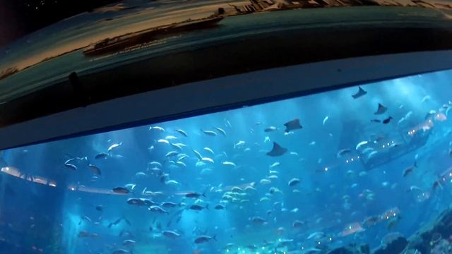 Самый большой в мире аквариум смотреть онлайн