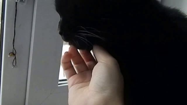 Нашли ЖИВУЮ бабочку зимой 28.11.16 смотреть онлайн