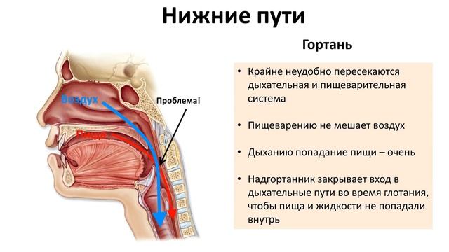7.1 Дыхательная - пути (8 класс) - биология, подготовка к ЕГЭ и ОГЭ 2019 смотреть онлайн