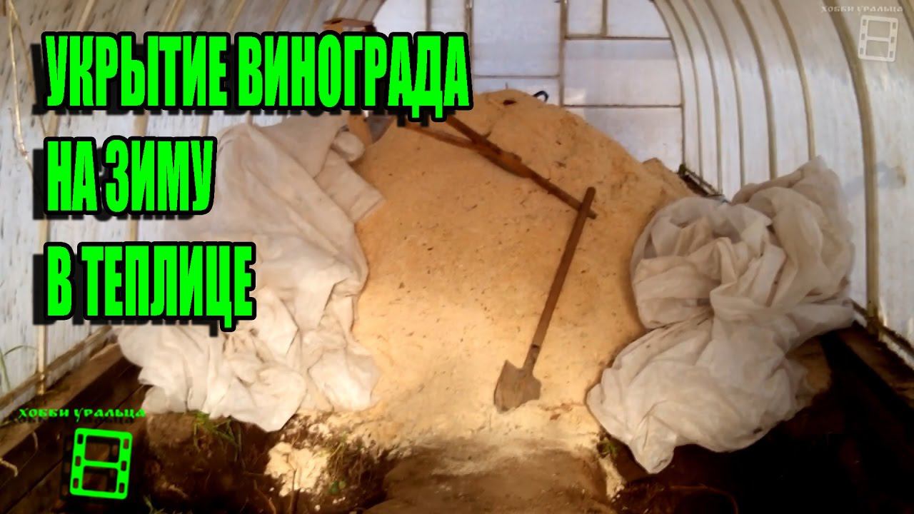 ПОДГОТОВКА ВИНОГРАДА К ЗИМОВКЕ В ТЕПЛИЦЕ. СЕВЕРНЫЙ ВИНОГРАДНИК. ПОЛИКАРБОНАТНАЯ ТЕПЛИЦА смотреть онлайн