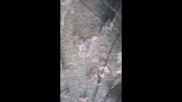 КАК ПРИПАЯТЬ ЩЕТКИ СТАРТЕРА смотреть онлайн