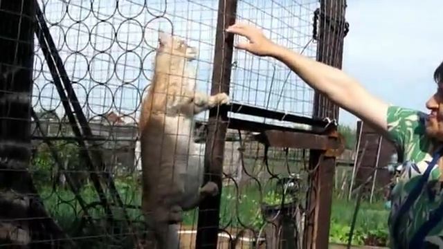 ДЕлаем вольер для мейн-кунов! смотреть онлайн