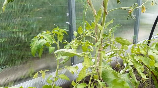 Что не хватает для роста помидор смотреть онлайн