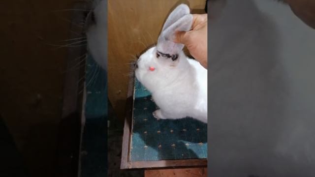 калифорнийский самец смотреть онлайн