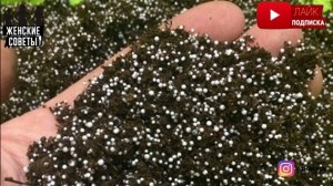 Пенопласт Не Выбрасываю: Использую Для Комнатных Цветов! Показываю 3 Простых Способа Применения!