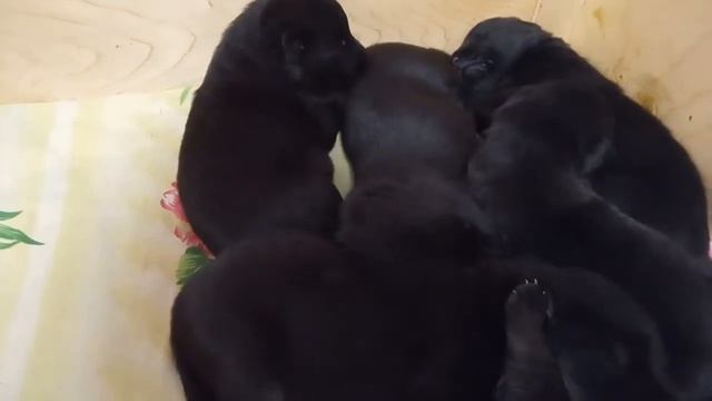 Щенки кушают) Щенкам ВЕО 13 дней