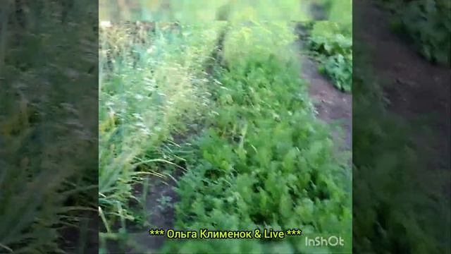 Небольшая экскурсия по саду-огороду . Абрикос поспел. смотреть онлайн