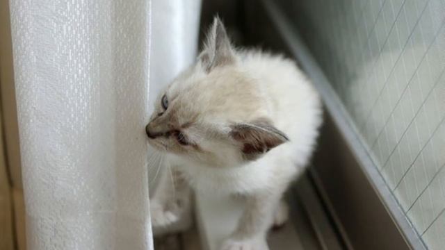 Cat Diary; A Cat Weirdcore Playlist