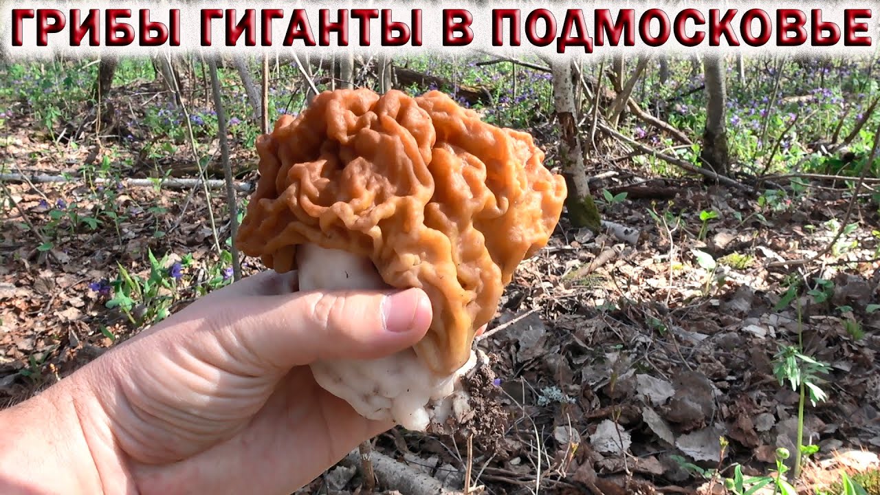 ?ГРИБЫ СТРОЧКИ ГИГАНТСКИЕ?ПОШЛИ В ЛЕСАХ ПОДМОСКОВЬЯ 2022. Первые весенние грибы. смотреть онлайн