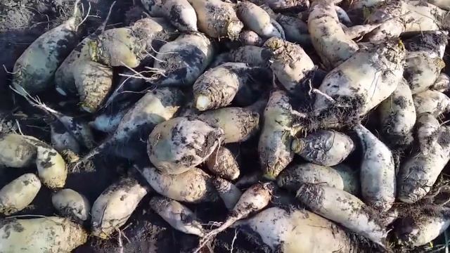 УБОРКА КОРМОВОЙ СВЕКЛЫ смотреть онлайн