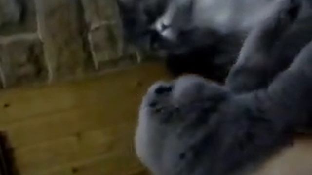 Наш кот шипит как змея смотреть онлайн
