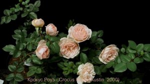 Как распускается роза Крокус Роуз - Crocus Rose.(Austin  2000)