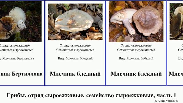 Грибы, отряд сыроежковые, семейство сыроежковые, часть 1 млечник груздь подгруздок fungus Рыжик смотреть онлайн