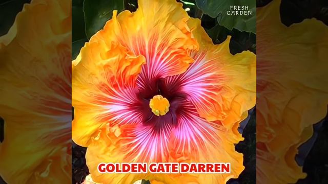 25 Best Hibiscus Varieties with names. #hibiscus #hybrid #hibiscusflower смотреть онлайн