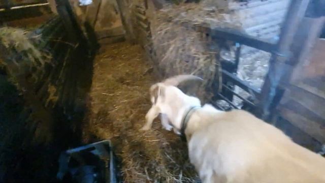 Козочку назвали.... смотреть онлайн