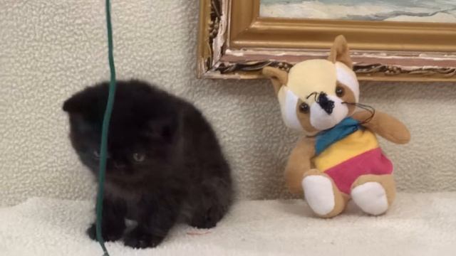 Черный котенок экзот на продажу Black Exotic Shorthair Kitten For Sale