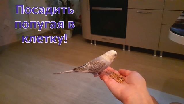 РВОТА У ПОПУГАЯ! ЧТО ДЕЛАТЬ ПРИ РВОТЕ У ВОЛНИСТОГО ПОПУГАЯ? РВОТА ИЛИ ОТРЫГИВАНИЕ? КАК ОТЛИЧИТЬ? смотреть онлайн