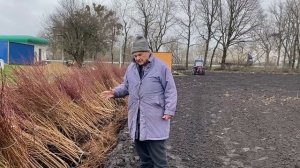 Как обрезать персик после посадки в сад: подробный мастер-класс