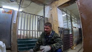 КАК Нужно Кормить СВИНЕЙ | Откорм свиней | Рацион Кормления | КАК Перейти На Сухой Корм