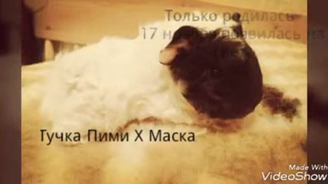 Тучка морская свинка: Родословная, Тучка маленькая,родители.... смотреть онлайн