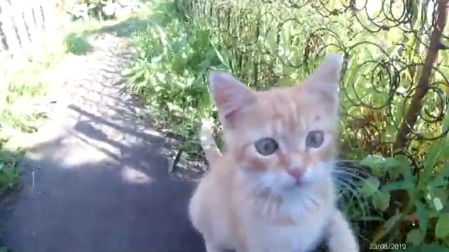 Котик Персик на даче! смотреть онлайн
