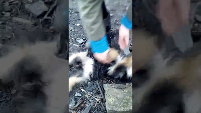 Такой милый щенок)) смотреть онлайн