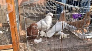 Ярмарка голубей г. Ташкент (06.03.2022) / Uzbek Pigeons / Usbekische tauben