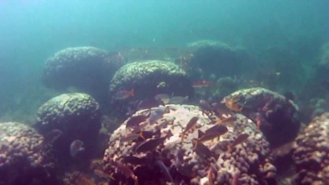Snorkeling in Oman at the Salalah Marriott Resort in Mirbat смотреть онлайн