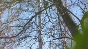 Птицы с хохолками едят рябину