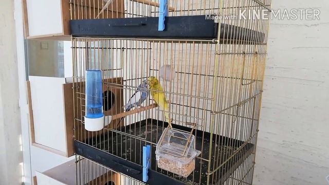 Muhabbet Kuşlarında Tüy Değişimi ve Hastalık Sonrasında Aminosol Kullanımı смотреть онлайн