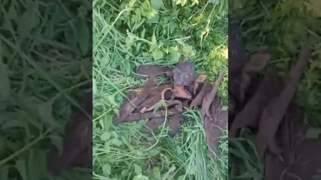 Вырывал железяку машиной,ремонт в бане. смотреть онлайн