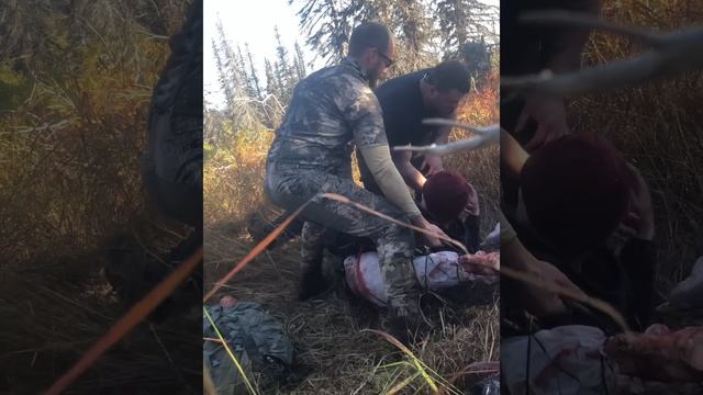 September 2021 - Alaska, Kenai moose. General season harvest ticket. смотреть онлайн
