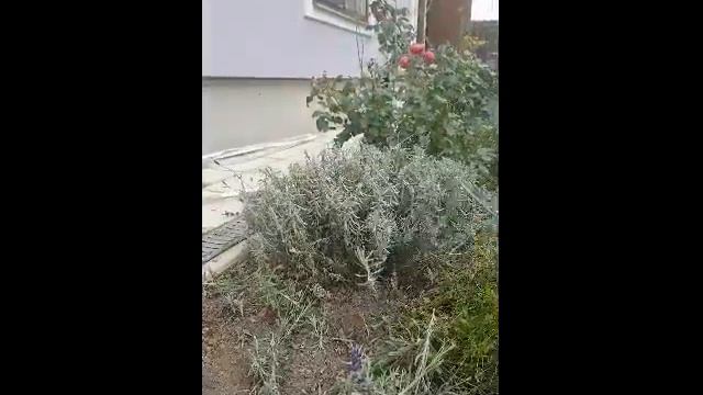обрезка лаванды смотреть онлайн
