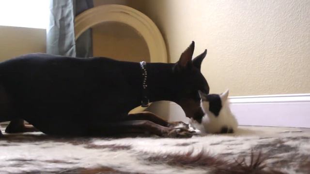 Doberman i mačkica смотреть онлайн
