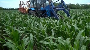 Подкормка кукурузы карбамид, гумат. И инсектицид от мошки