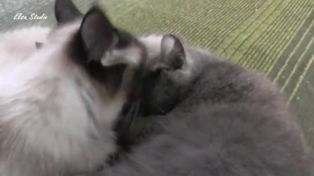 Funny cats/Хорошие коты смотреть онлайн
