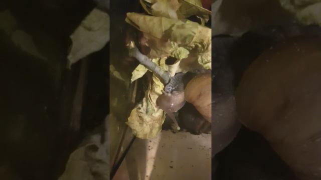 Shorts. Что ест улитка? | Snails | Наблюдения за животными | Питание ахатин | Террариум || Дети Ало смотреть онлайн