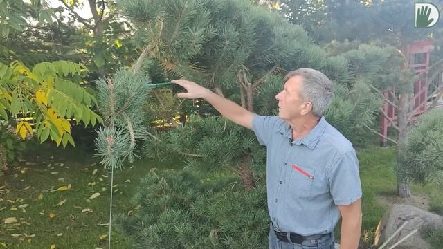 Видео журнал "СОФ №113" Осенний сад с ГОРТЕНЗИЯМИ. Дизайн, опыт и эксперименты. смотреть онлайн