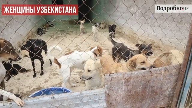 Здесь мой "хаёт", или собачье дело Ироды Маткаримовой смотреть онлайн