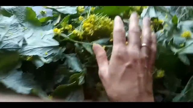 чудо-чеснок ,чудо-горчица , польза❗Цветки и зелень для салата. смотреть онлайн
