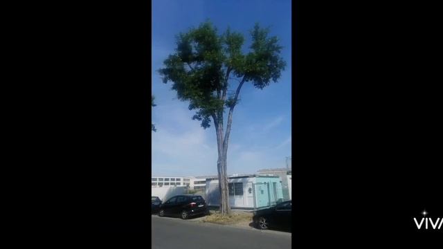 Сад и огород. Обрезка кроны у старых деревьев. смотреть онлайн