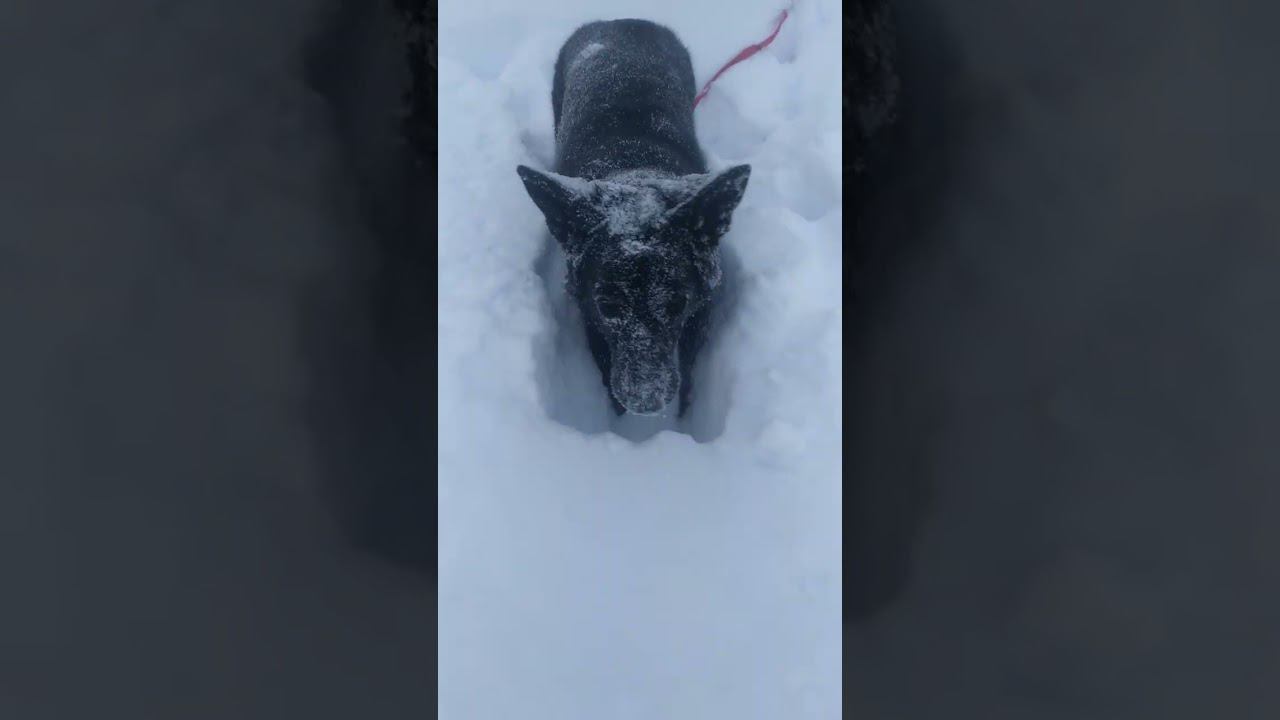 ВЕО черная Восточно Европейская Овчарка 10 смотреть онлайн