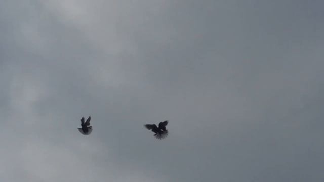 Ветра 0 поведение голубей думаю надо меньше кормить смотреть онлайн