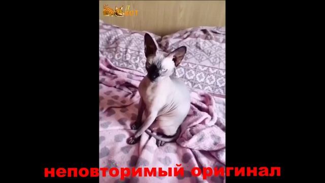 забавные котики - мисс Олимпия (прикол) смотреть онлайн