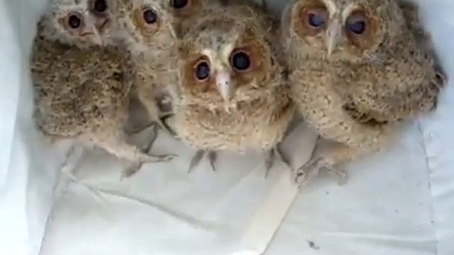 совята смотреть онлайн