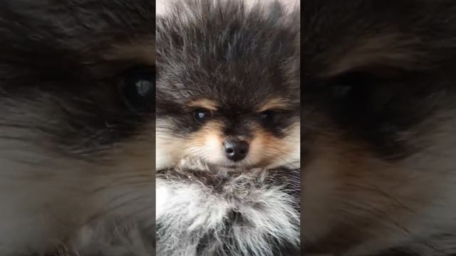 Черно-подпалая девочка померанский шпиц в продаже смотреть онлайн