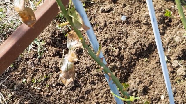 Плетистая роза - сорт ФОРД ОФ ДЖУЛАЙ - отлично перезимовала по всей длине веточек на опоре 22.03.23 смотреть онлайн