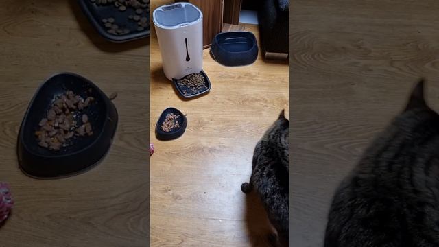 Когда Кот пришёл в гости...что ты кушаешь, собака?Это так трогательно смотреть онлайн